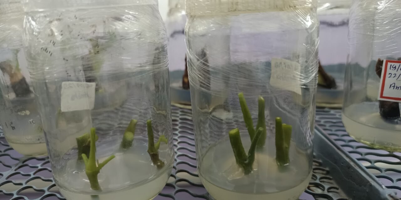 PLANT TISSUE CULTURE OF MORINGA