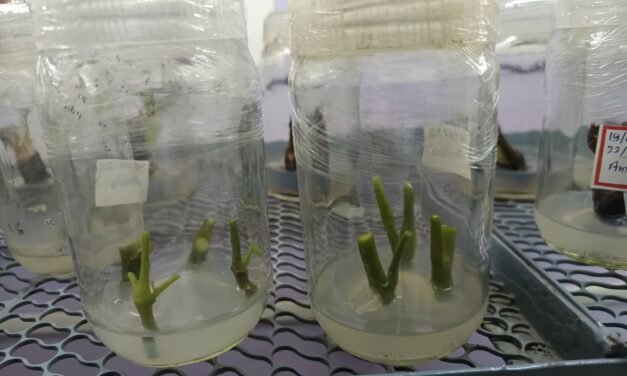 PLANT TISSUE CULTURE OF MORINGA