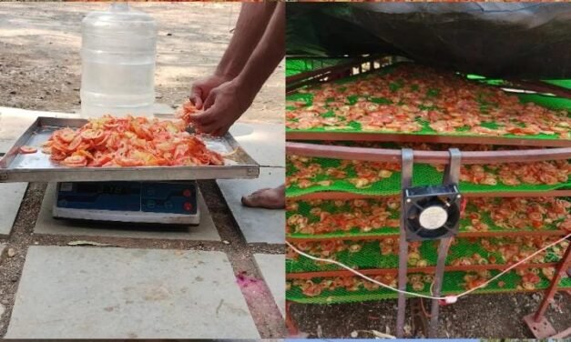 Costing and Branding of dried Onion and Tomato flakes