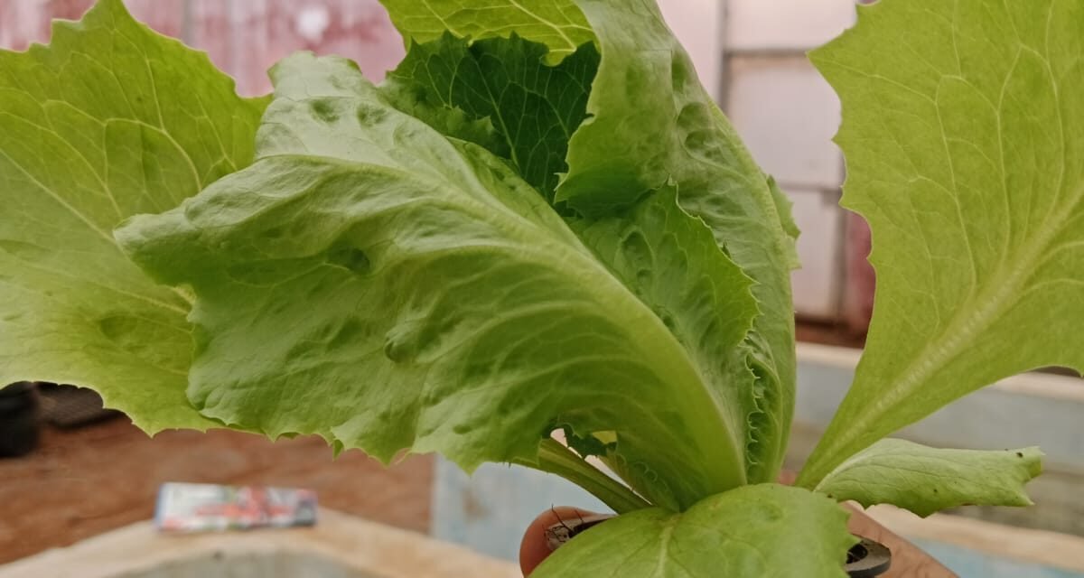 HYDROPONICS (NUTRIENT FILM TECHNIQUE)