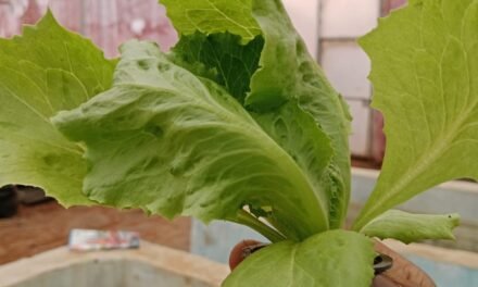 HYDROPONICS (NUTRIENT FILM TECHNIQUE)