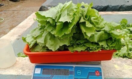 Hydroponic Lettuce