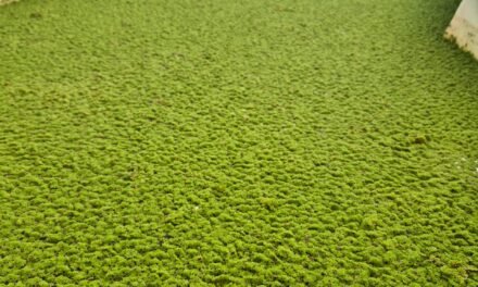 Preparation of Standard Operating Procedure (SOP) for Cultivation of Azolla