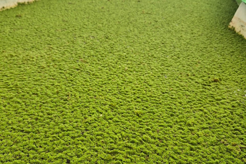 Preparation of Standard Operating Procedure (SOP) for Cultivation of Azolla