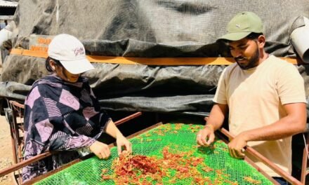 Tomato And Onion trial