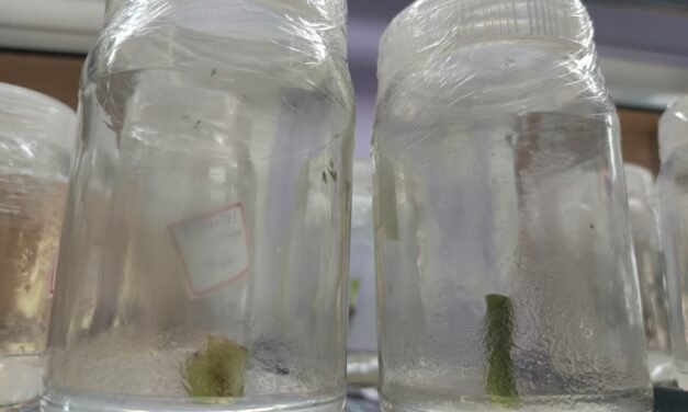 PLANT TISSUE CULTURE OF ORNAMENTAL ( Philodendron rugosum) PLANT