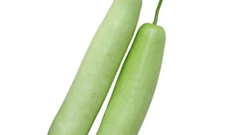 Instant Dudhi Halwa Premix