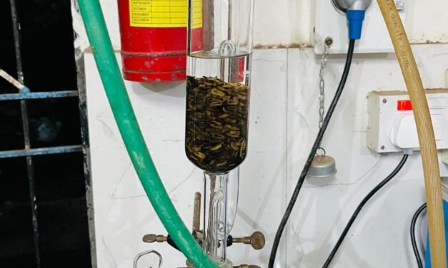BLACK SOLDIER FLY LARVAE OIL EXTRACTION