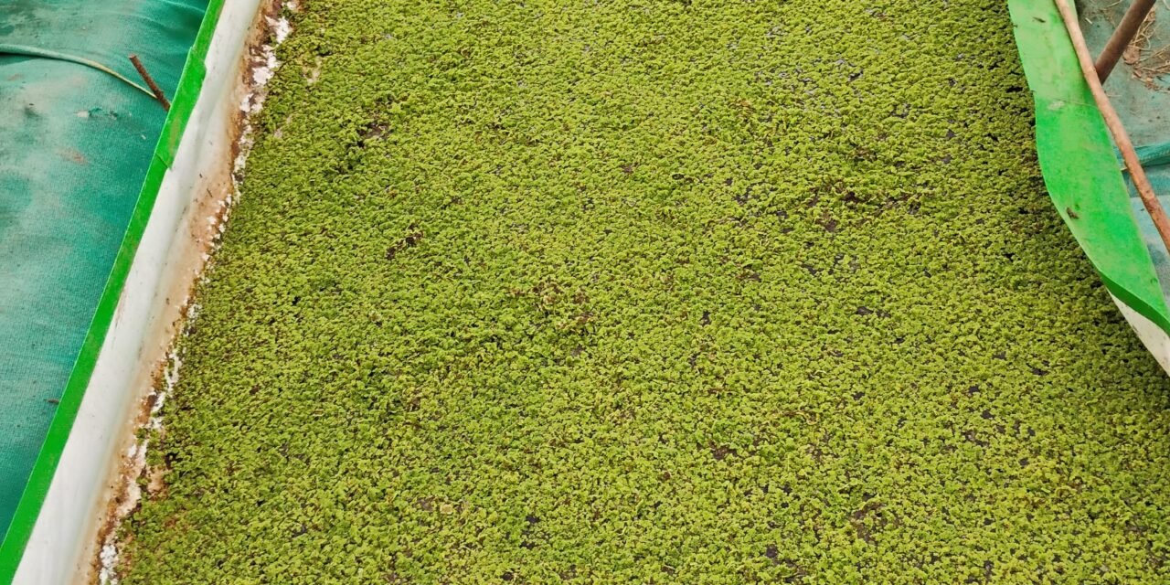 Azolla