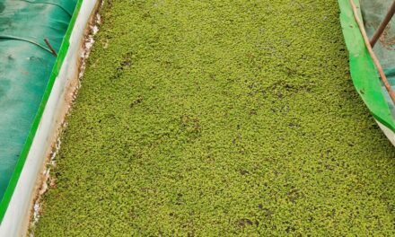 Azolla