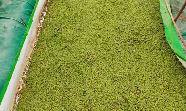Azolla