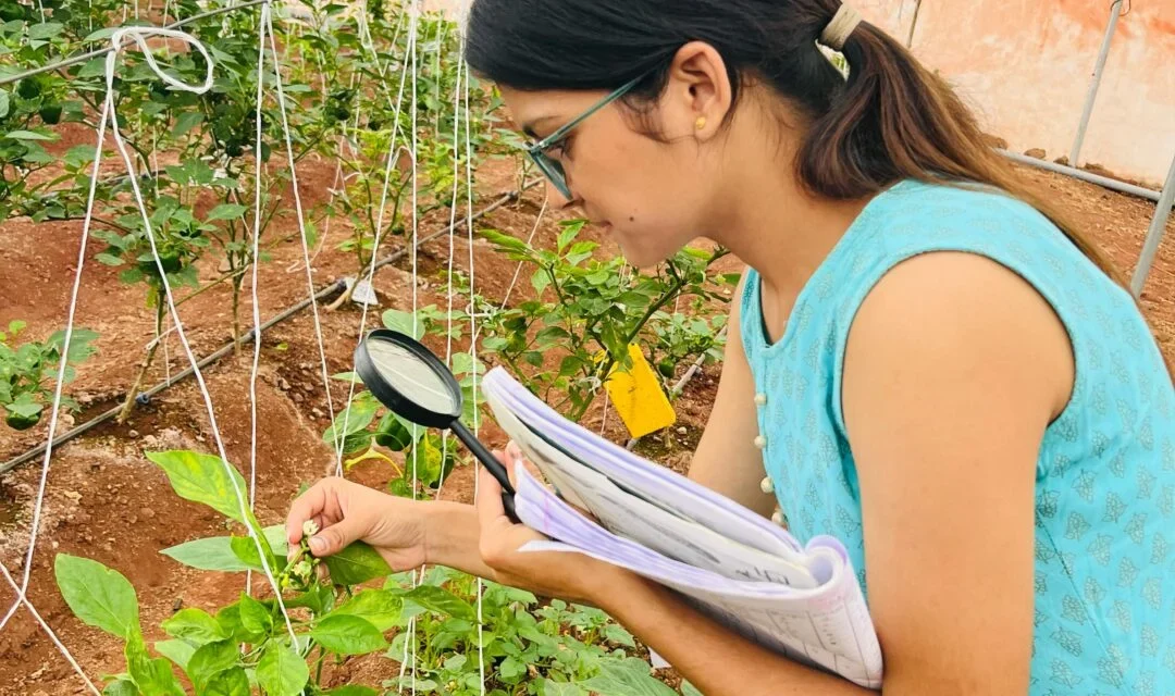 Calculation of Insects on Capsicum