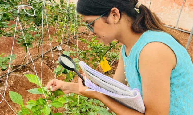 Calculation of Insects on Capsicum