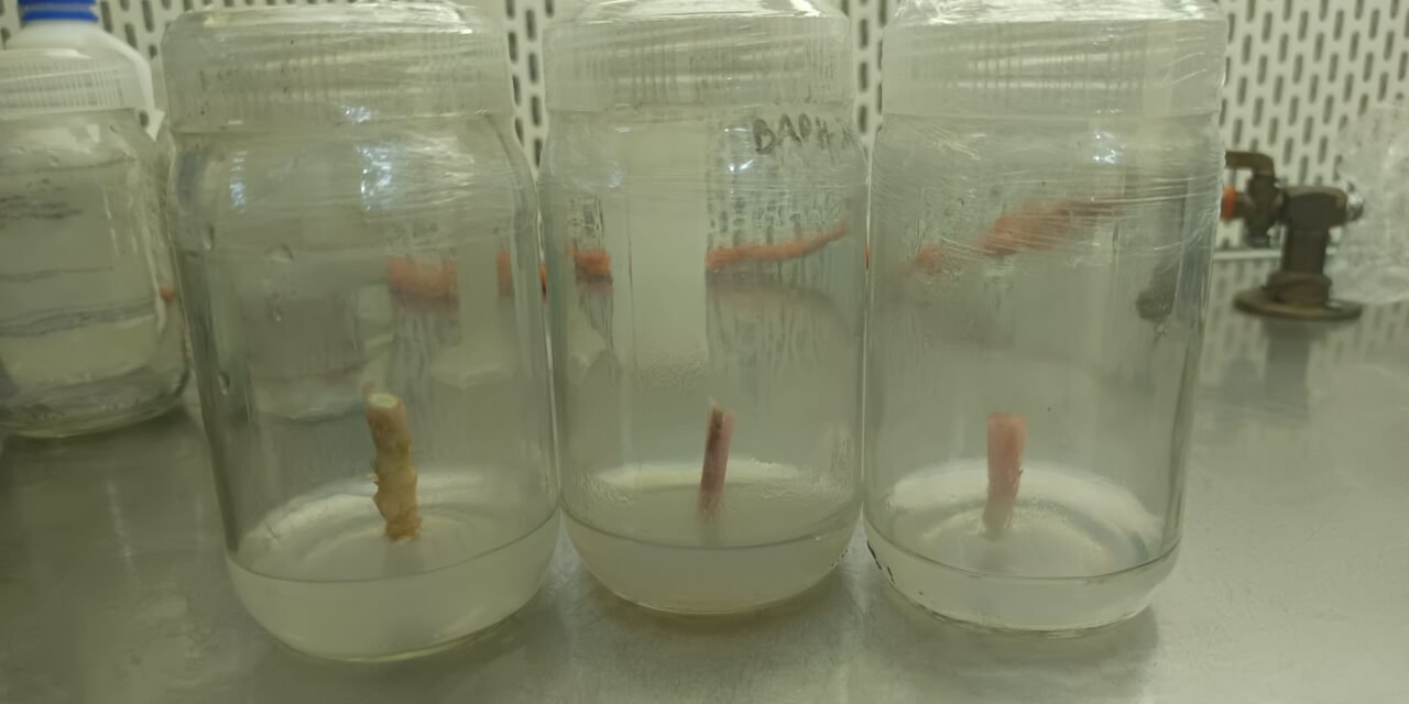 PLANT TISSUE CULTURE OF AGLAONEMA RED SIAM