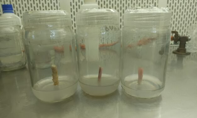 PLANT TISSUE CULTURE OF AGLAONEMA RED SIAM