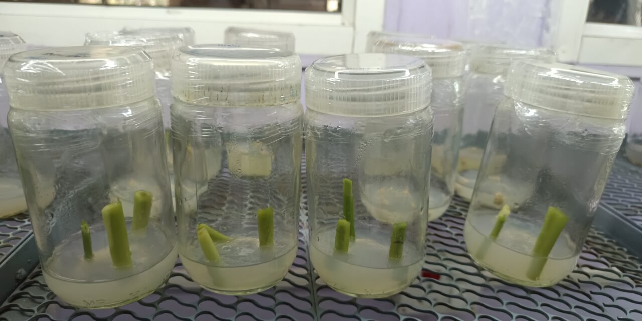 PLANT TISSUE CULTURE OF NAIPIER GRASS