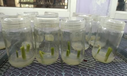 PLANT TISSUE CULTURE OF NAIPIER GRASS