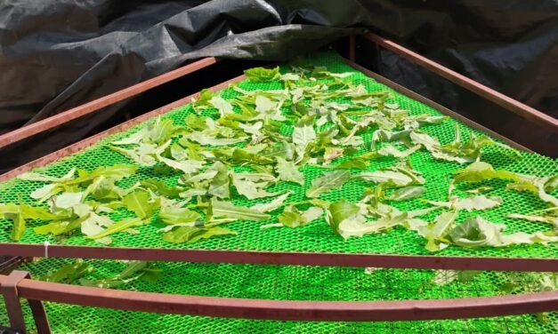 रानभाज्या गोळा करून त्यांना वाळवणे व त्यांची साठवणूक🌿