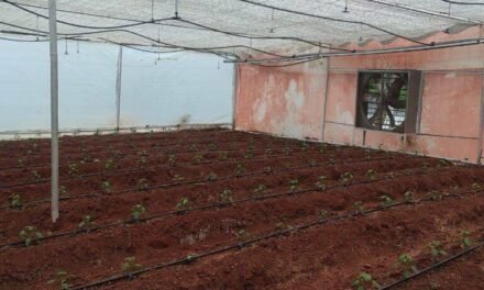 Capsicum Trial Polyhouse