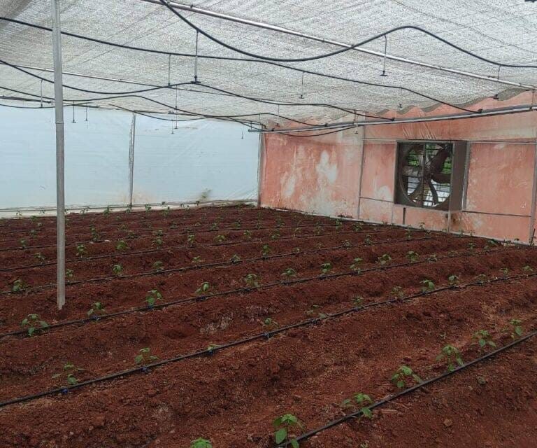 Capsicum Trial Polyhouse