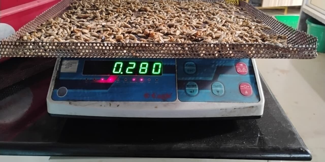 BSF Larvae वाळवण्यासाठी नवीन ट्रे तयार करणे