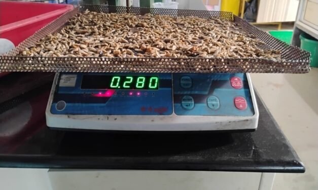 BSF Larvae वाळवण्यासाठी नवीन ट्रे तयार करणे