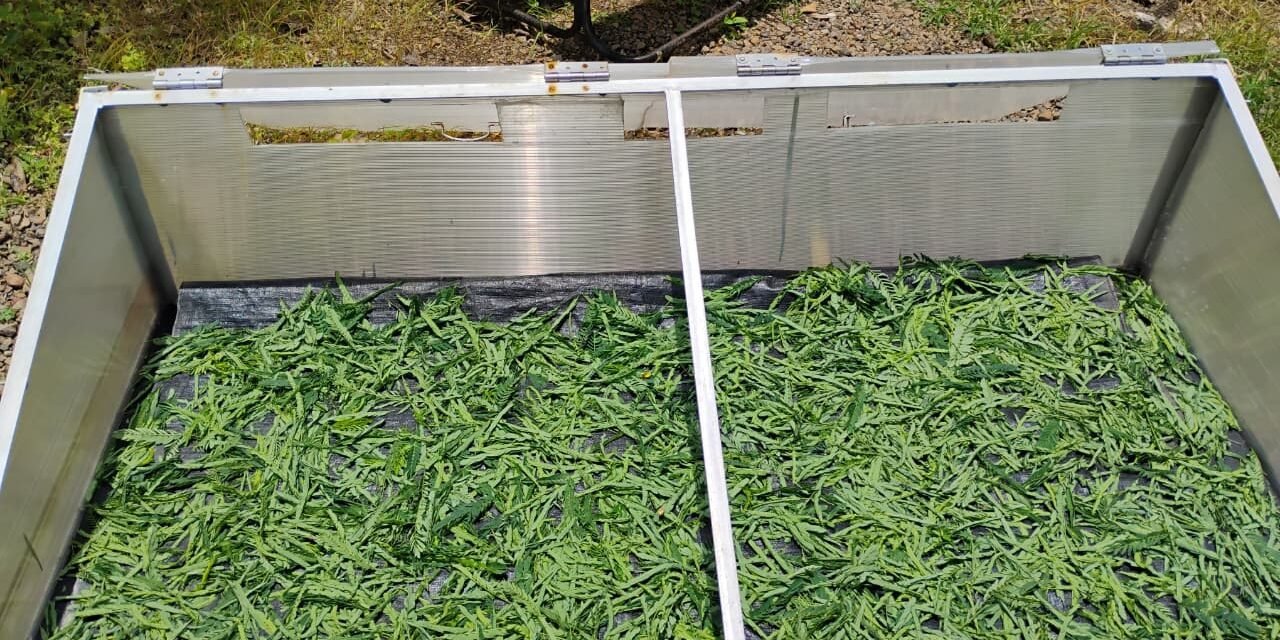 सुबाभुळ चाचणी