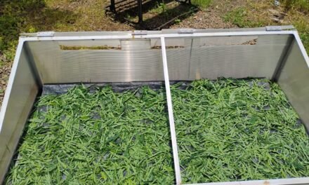 सुबाभुळ चाचणी