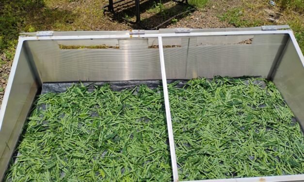 सुबाभुळ चाचणी