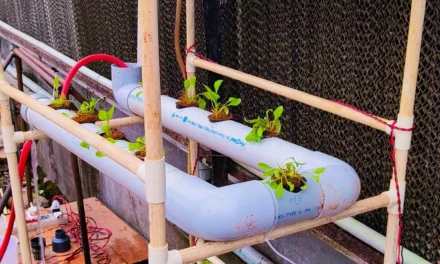 Spinach Hydroponics