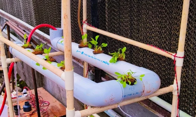 Spinach Hydroponics
