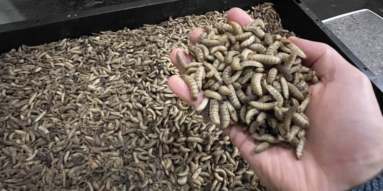 Designing an Insect Dryer for Local Farmers