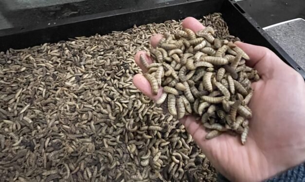 Designing an Insect Dryer for Local Farmers