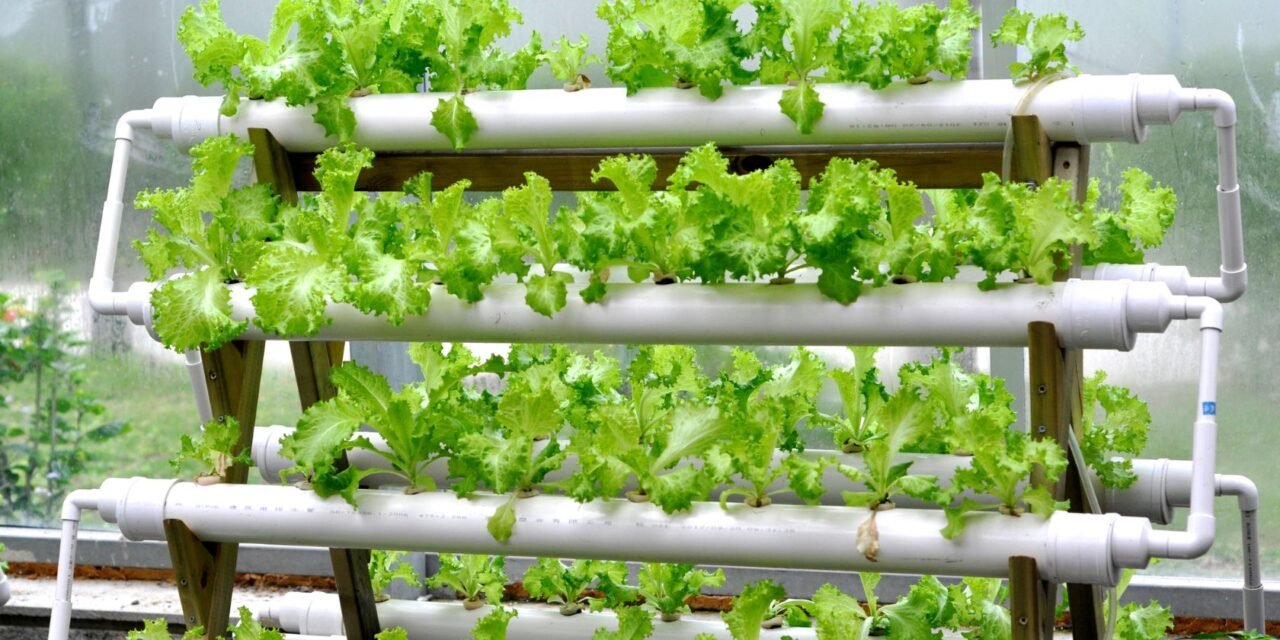 Hydroponic