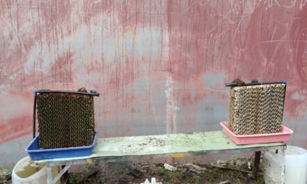 Algae Growth Control on Cooling Pads