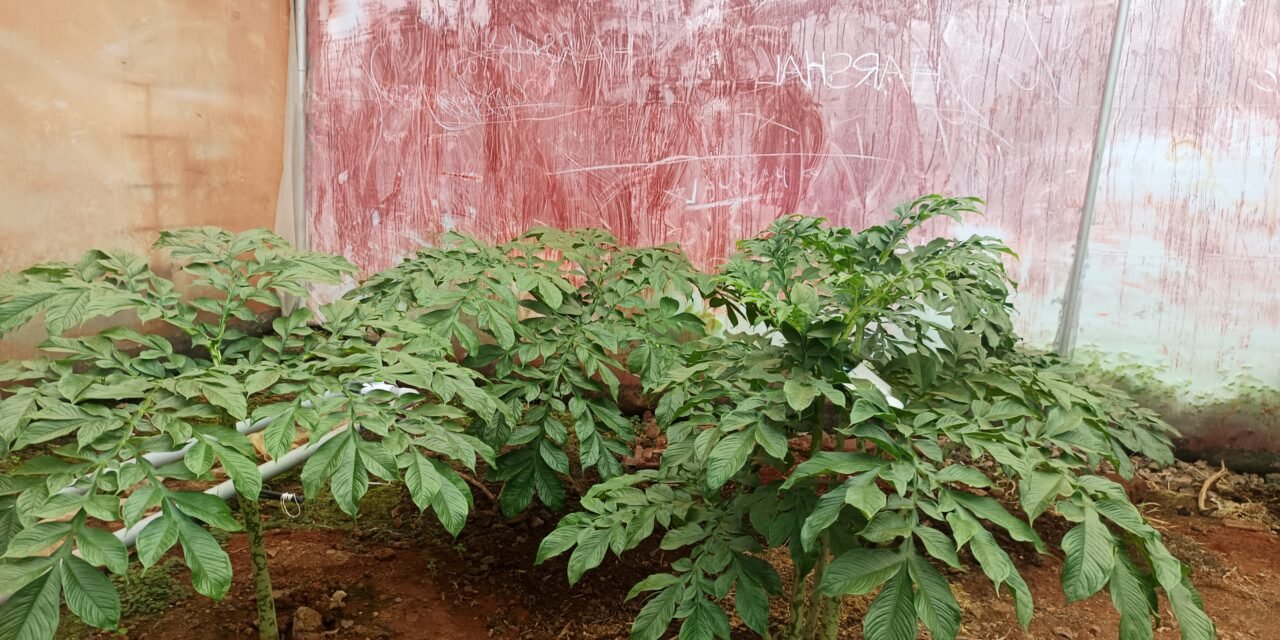 PLANT TISSUE CULTURE OF SURAN