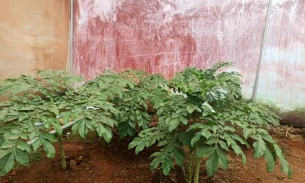 PLANT TISSUE CULTURE OF SURAN