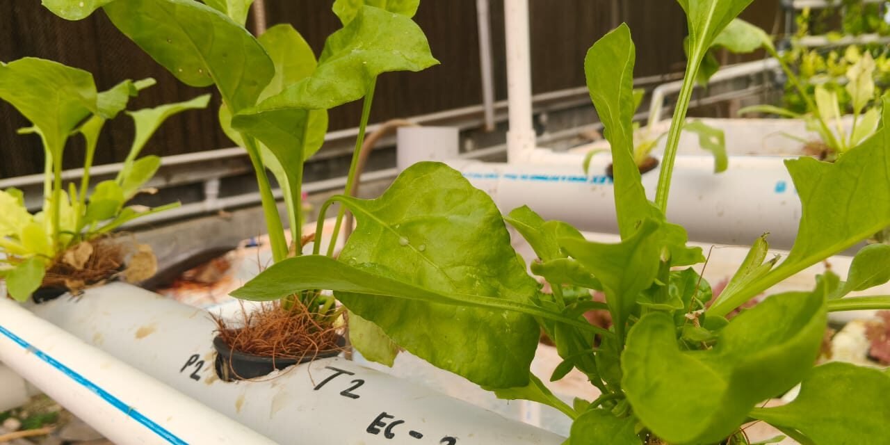Spinach Hydroponics