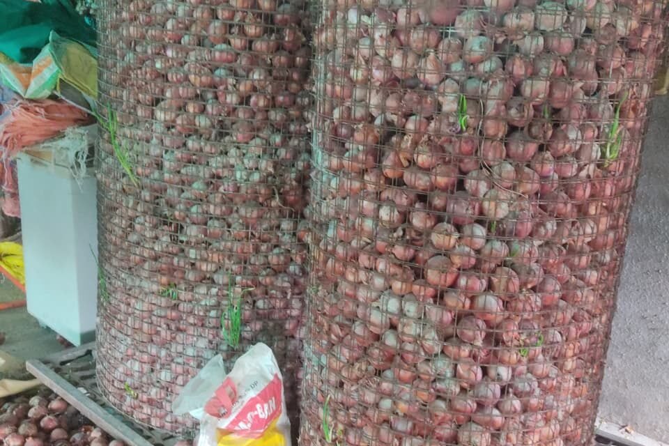 Regulation and Storage Optimization for Preventing Onion Sprouting and Decay.