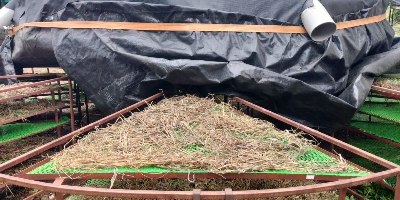 14 TREES FOUNDATION TRIALS