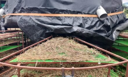 14 TREES FOUNDATION TRIALS