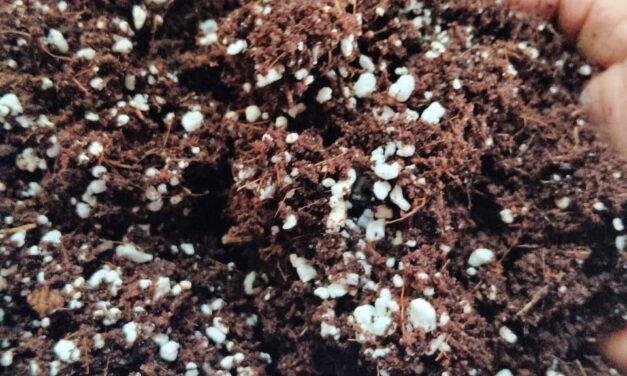 नर्सरी व्यवस्थापन