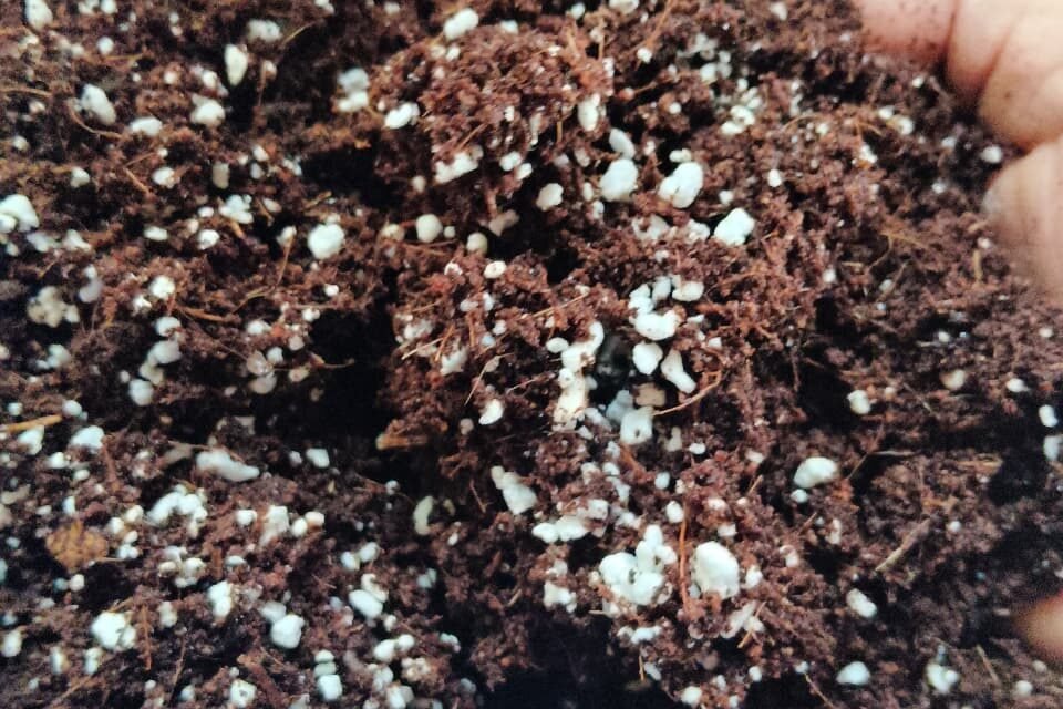 नर्सरी व्यवस्थापन