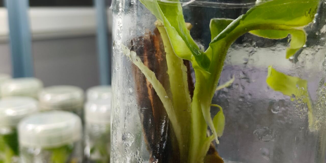 Plant Tissue Culture