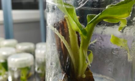 Plant Tissue Culture