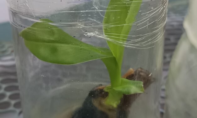 plant Tissue Culture – Banana