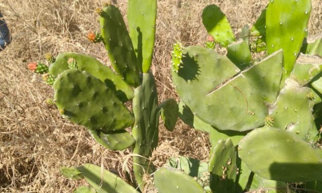 Cactus Nursery Management