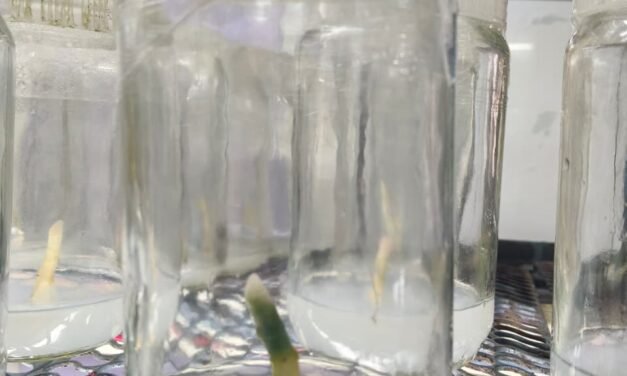 Plant Tissue Culture of Aglaonema