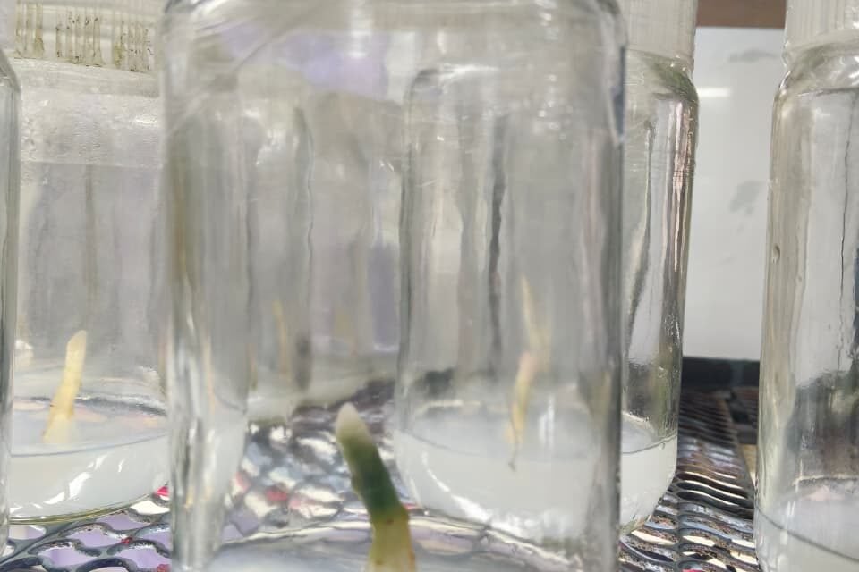 Plant Tissue Culture of Aglaonema