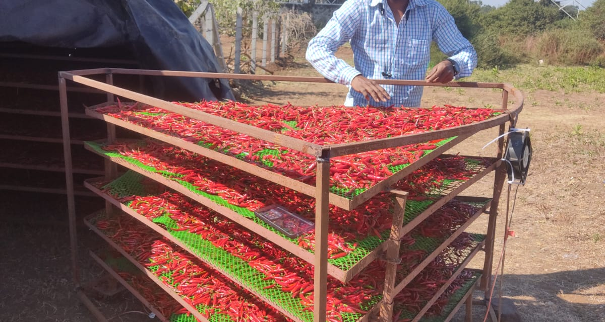 Nandurbar Chilies Trial in Solar Dome Dryer